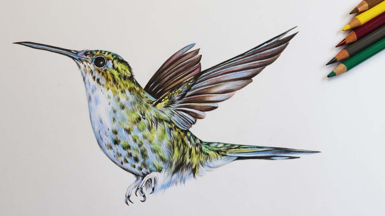 Detail Hummingbird Colored Pencil Drawing Nomer 7