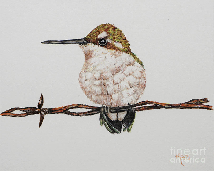 Detail Hummingbird Colored Pencil Drawing Nomer 8