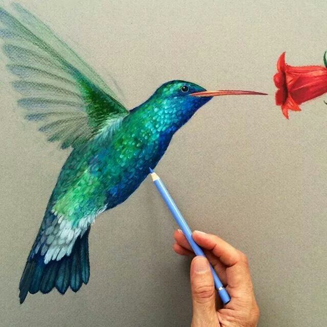 Detail Hummingbird Colored Pencil Drawing Nomer 9