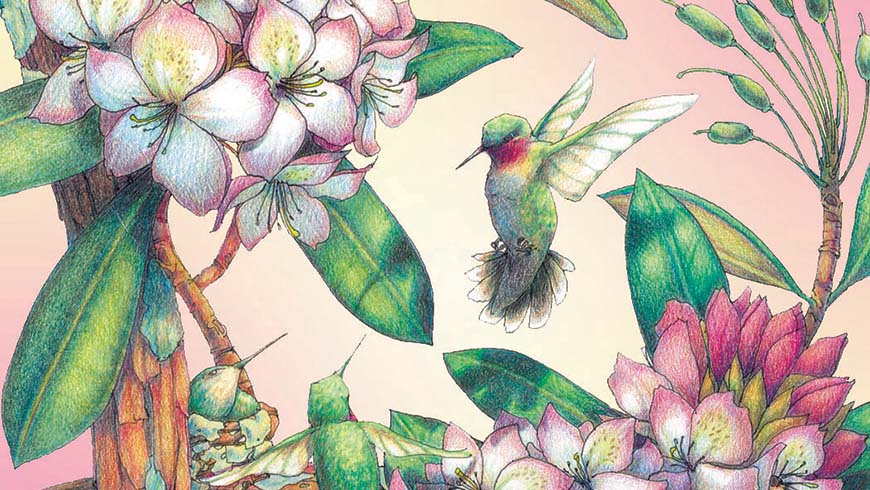 Detail Hummingbird Colored Pencil Drawing Nomer 10