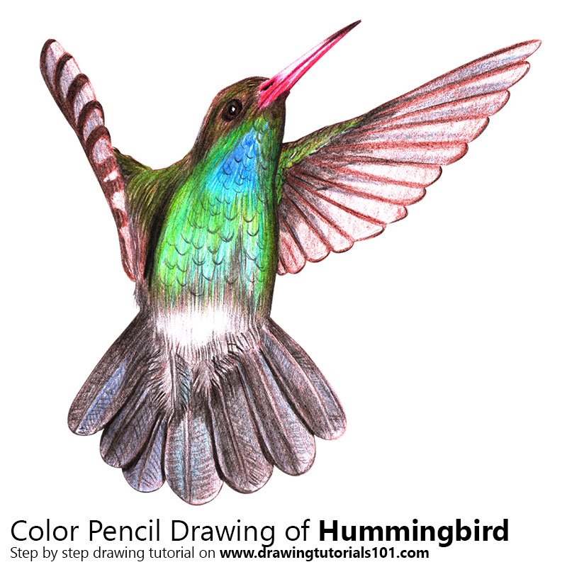 Detail Hummingbird Colored Pencil Drawing Nomer 14
