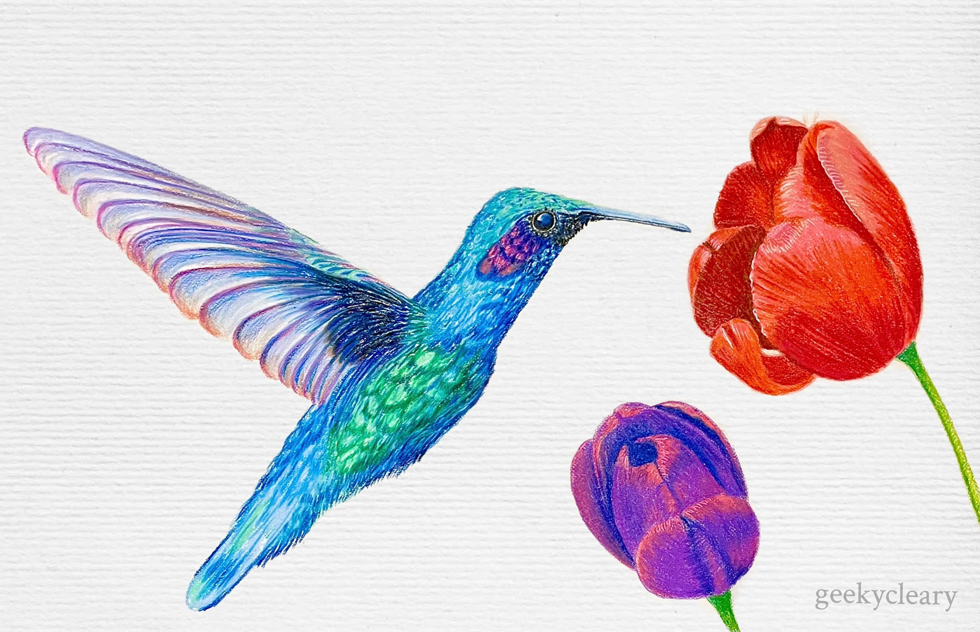 Detail Hummingbird Colored Pencil Drawing Nomer 19