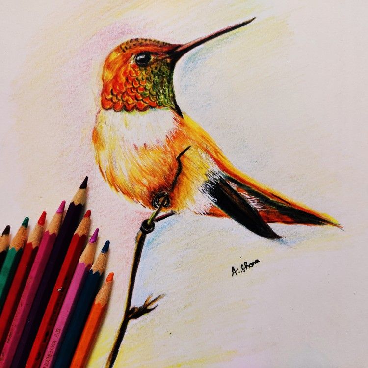 Detail Hummingbird Colored Pencil Drawing Nomer 20