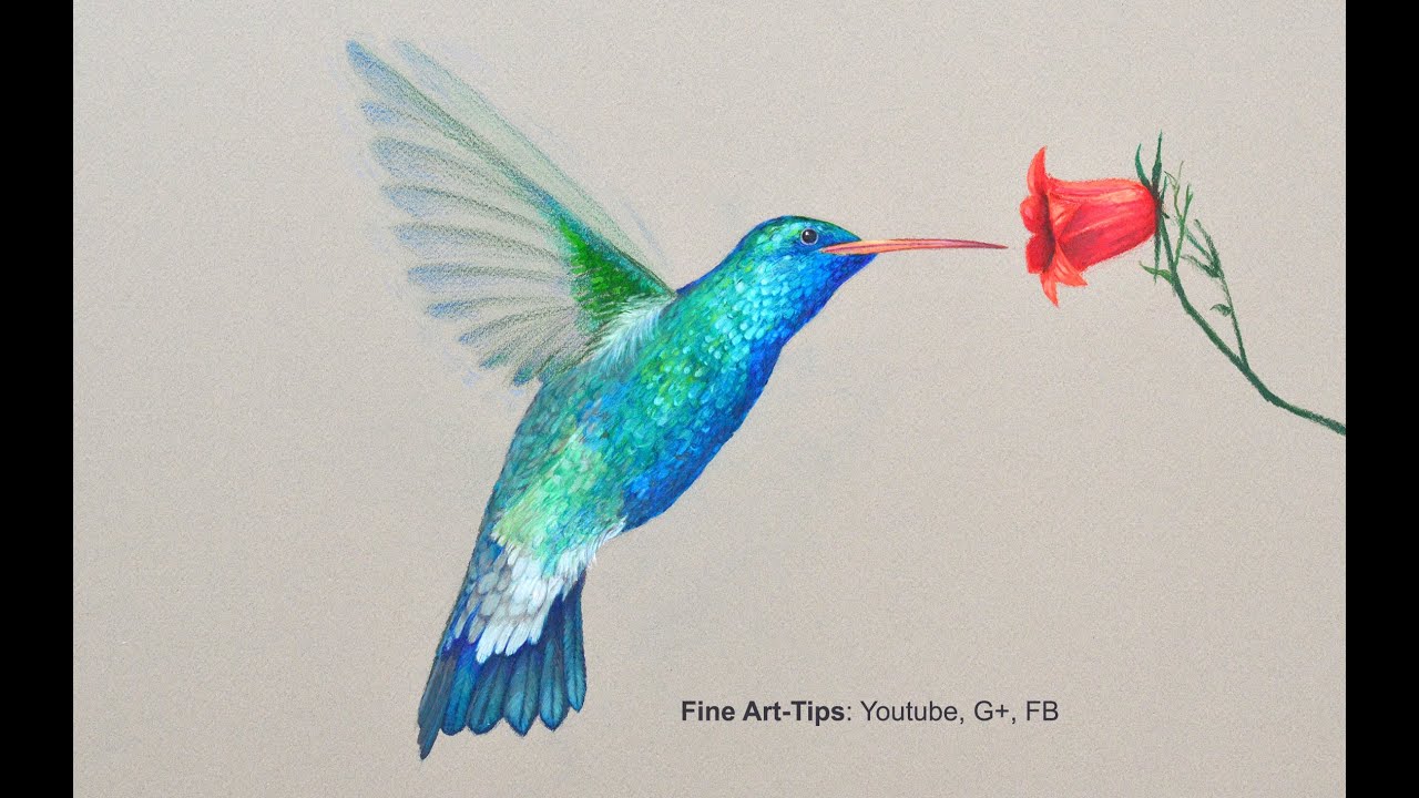 Detail Hummingbird Colored Pencil Drawing Nomer 3