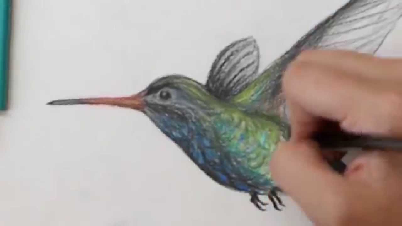 Detail Hummingbird Colored Pencil Drawing Nomer 24