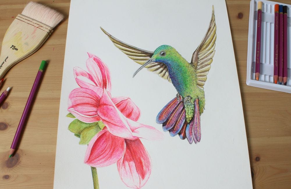 Detail Hummingbird Colored Pencil Drawing Nomer 25