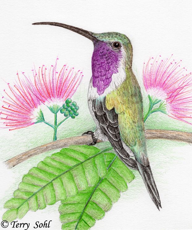 Detail Hummingbird Colored Pencil Drawing Nomer 30