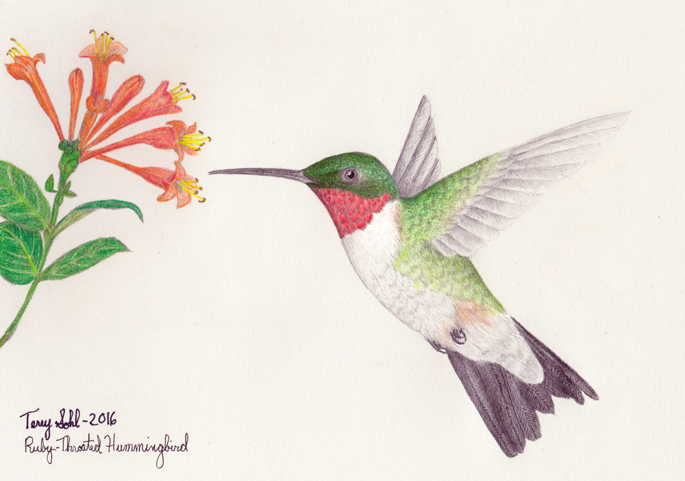 Detail Hummingbird Colored Pencil Drawing Nomer 37