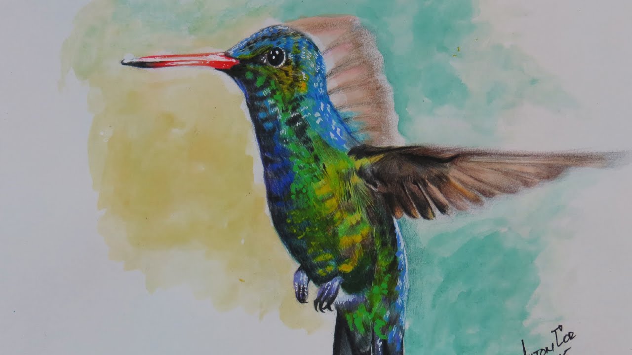 Detail Hummingbird Colored Pencil Drawing Nomer 40