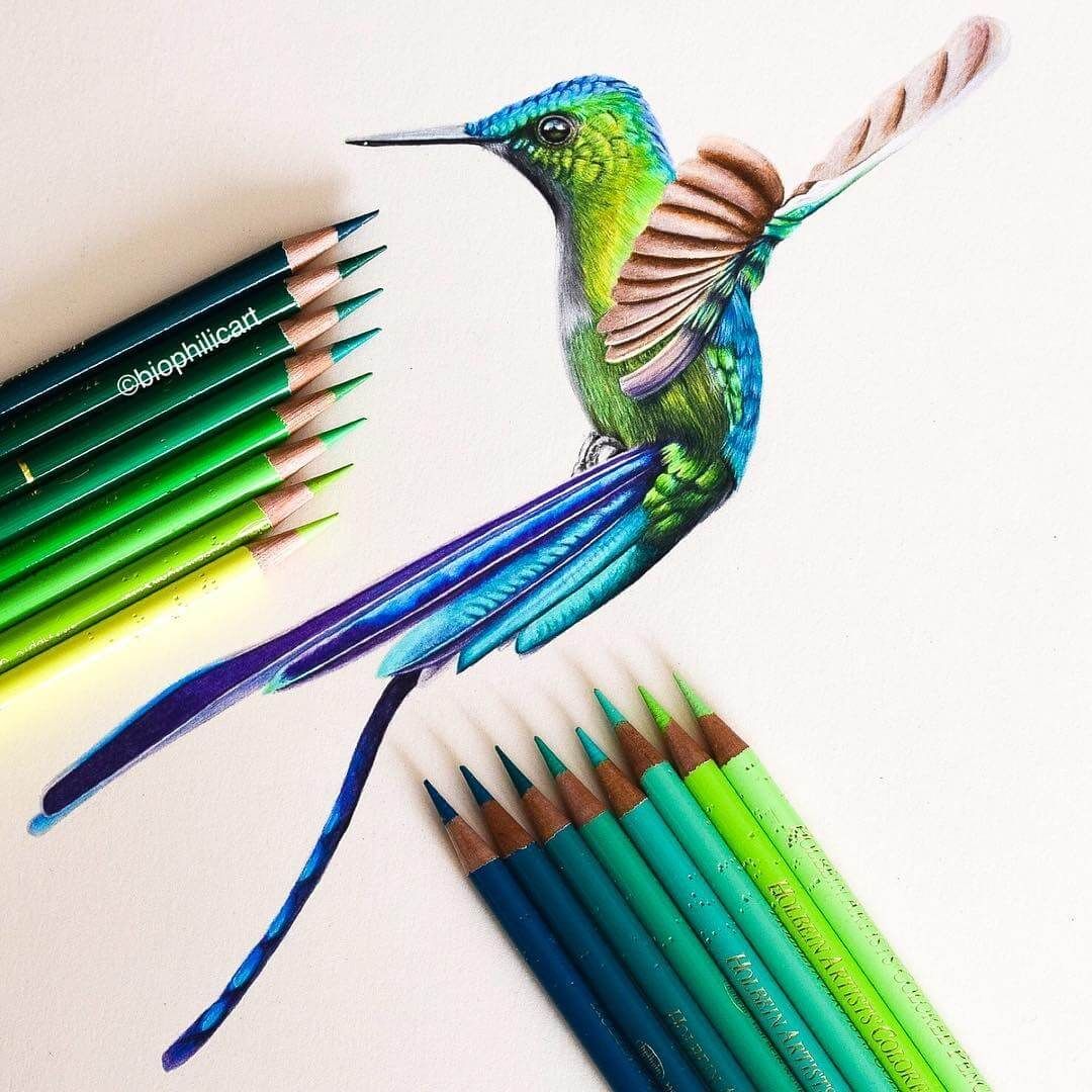 Detail Hummingbird Colored Pencil Drawing Nomer 6