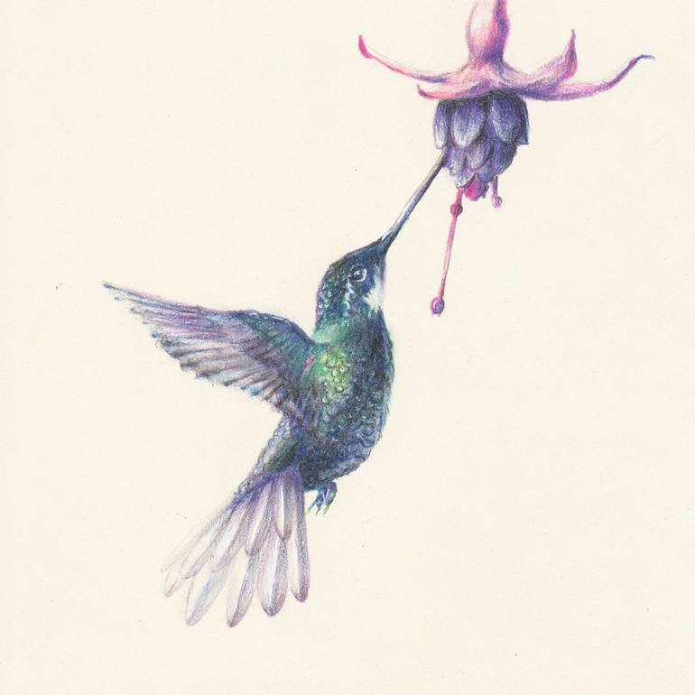 Detail Hummingbird Drawings Nomer 21