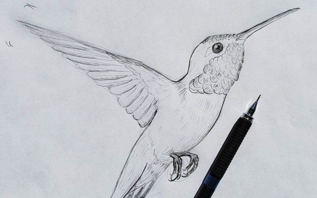 Detail Hummingbird Drawings Nomer 25