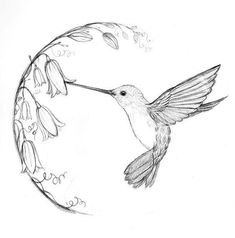 Detail Hummingbird Drawings Nomer 4