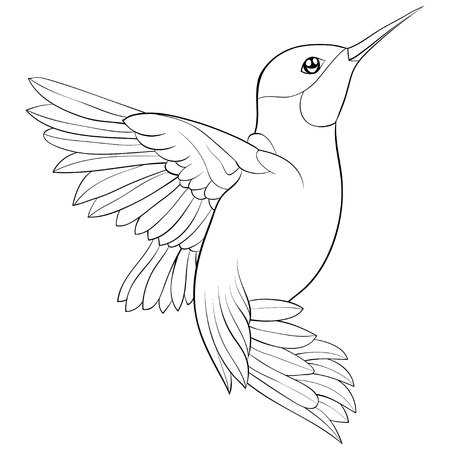 Detail Hummingbird Drawings Nomer 50