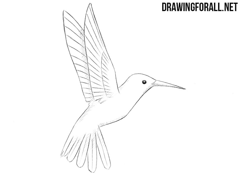 Detail Hummingbird Drawings Nomer 55