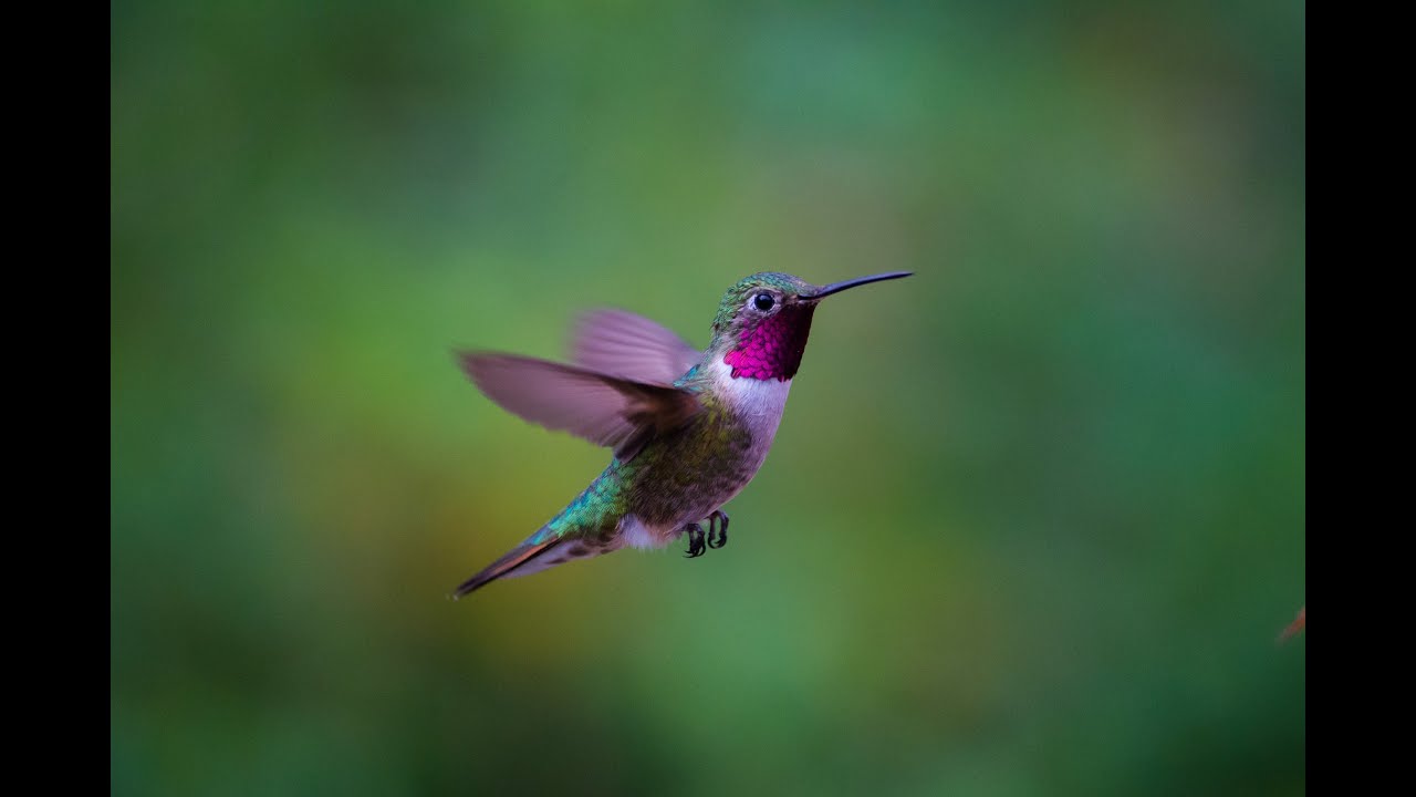 Detail Hummingbird Hd Nomer 13