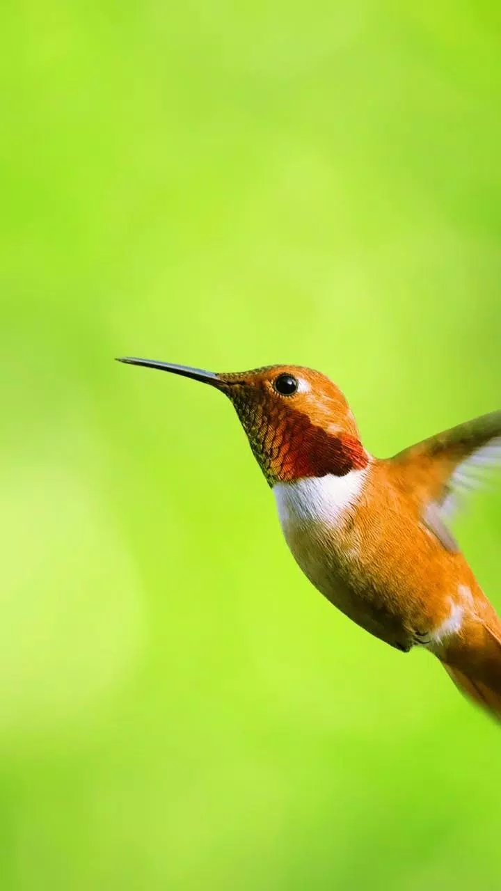 Detail Hummingbird Hd Nomer 20