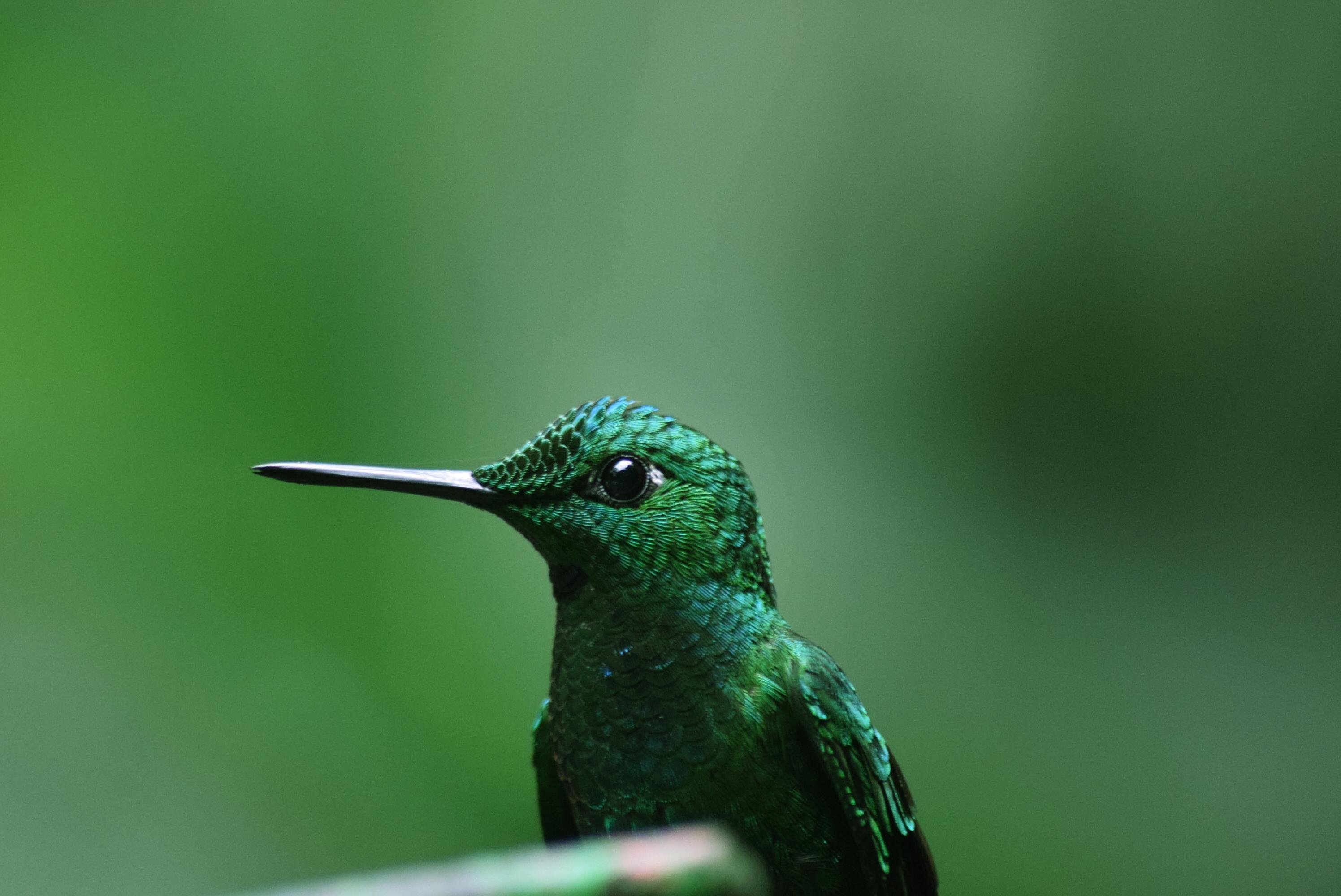 Detail Hummingbird Hd Nomer 29