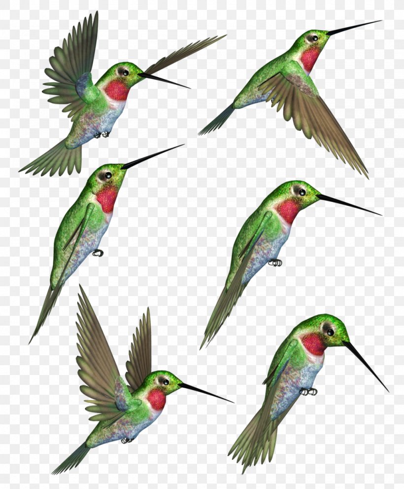 Detail Hummingbird Images Clip Art Nomer 26