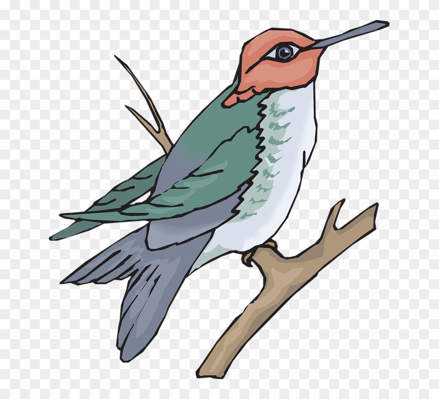 Detail Hummingbird Images Clip Art Nomer 40