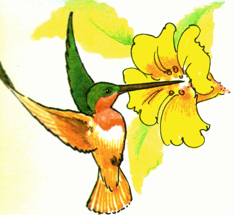 Detail Hummingbird Images Clip Art Nomer 43