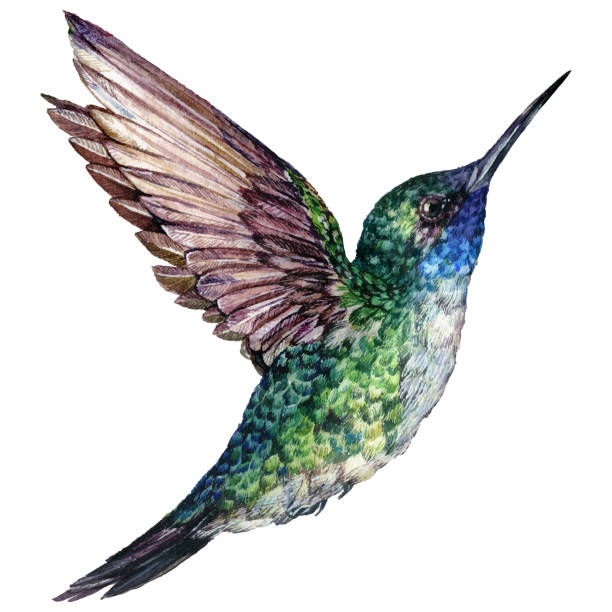 Detail Hummingbird Images Free Nomer 14