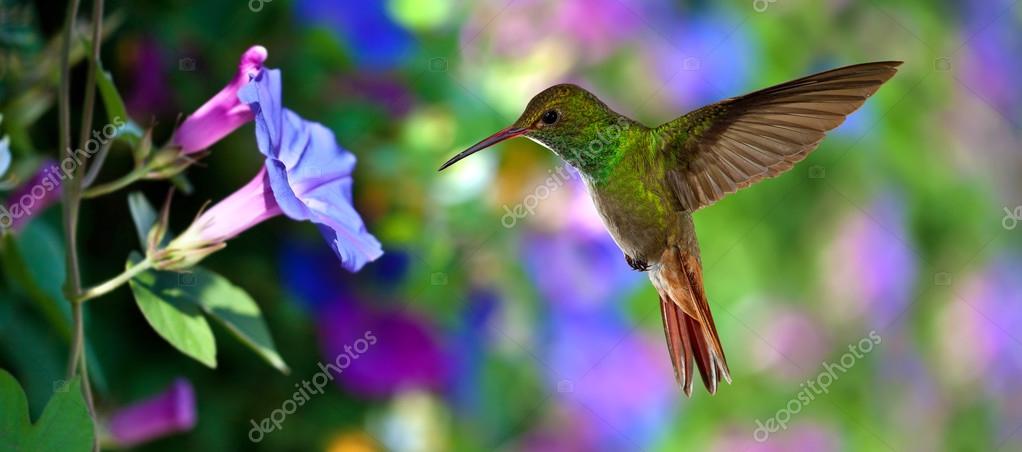 Detail Hummingbird Images Free Nomer 22