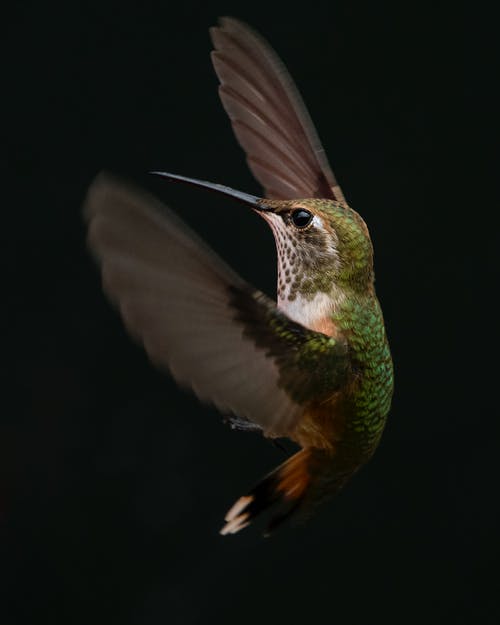 Detail Hummingbird Images Free Nomer 46