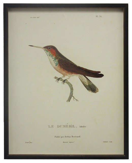 Detail Hummingbird Paper Plates Nomer 38