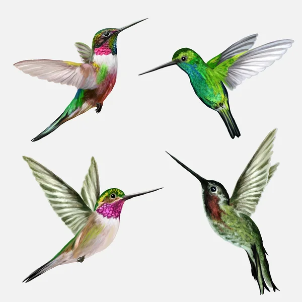 Detail Hummingbird Pictures Free Nomer 50