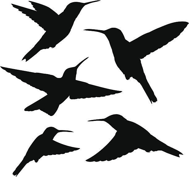 Detail Hummingbird Silhouette Clip Art Nomer 10