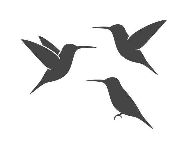Detail Hummingbird Silhouette Clip Art Nomer 18