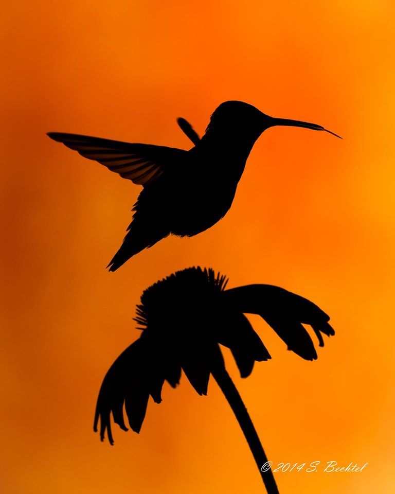 Detail Hummingbird Silhouettes Nomer 51