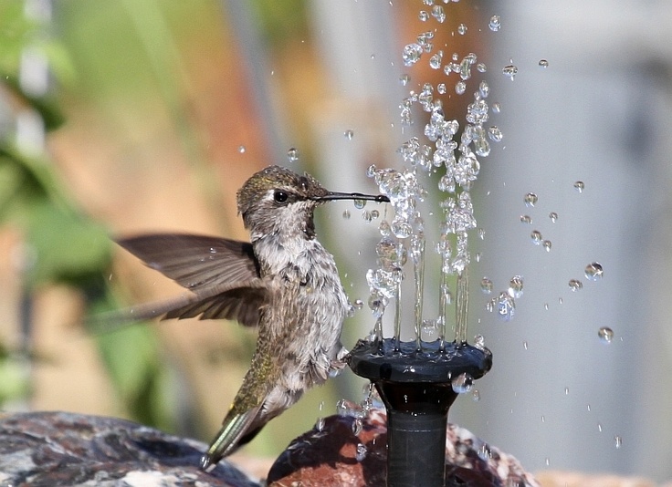 Detail Hummingbird Solar Fountain Nomer 28