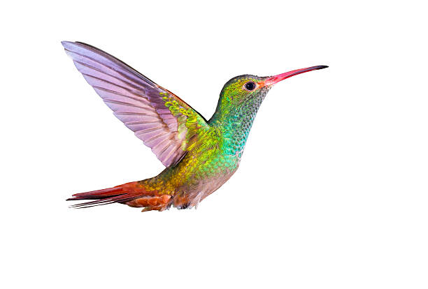 Detail Hummingbird Stock Photos Nomer 2