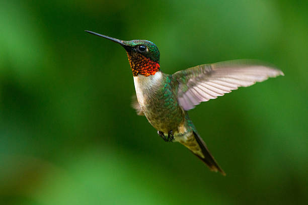 Detail Hummingbird Stock Photos Nomer 11