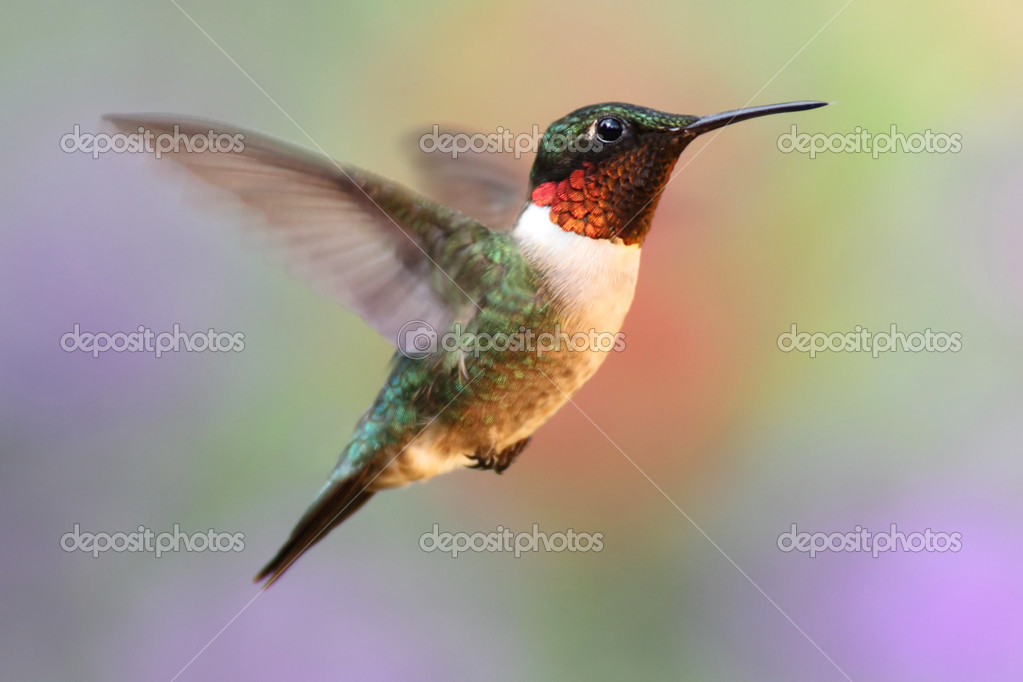 Detail Hummingbird Stock Photos Nomer 13