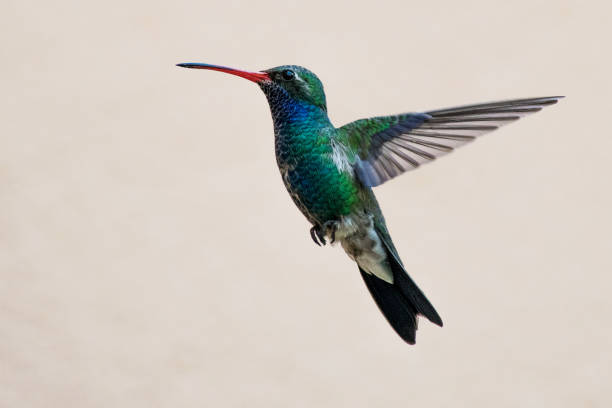 Detail Hummingbird Stock Photos Nomer 14