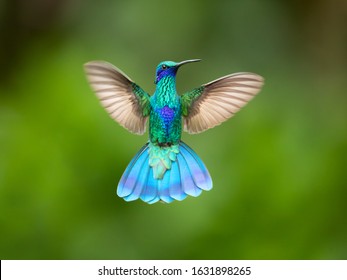 Detail Hummingbird Stock Photos Nomer 3