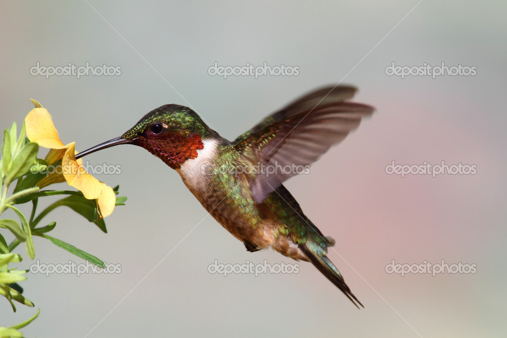 Detail Hummingbird Stock Photos Nomer 22