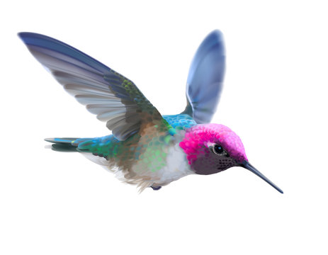 Detail Hummingbird Stock Photos Nomer 30