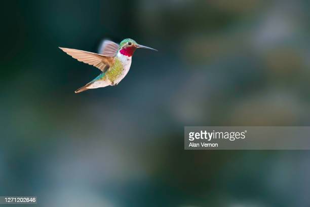 Detail Hummingbird Stock Photos Nomer 31