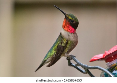 Detail Hummingbird Stock Photos Nomer 42