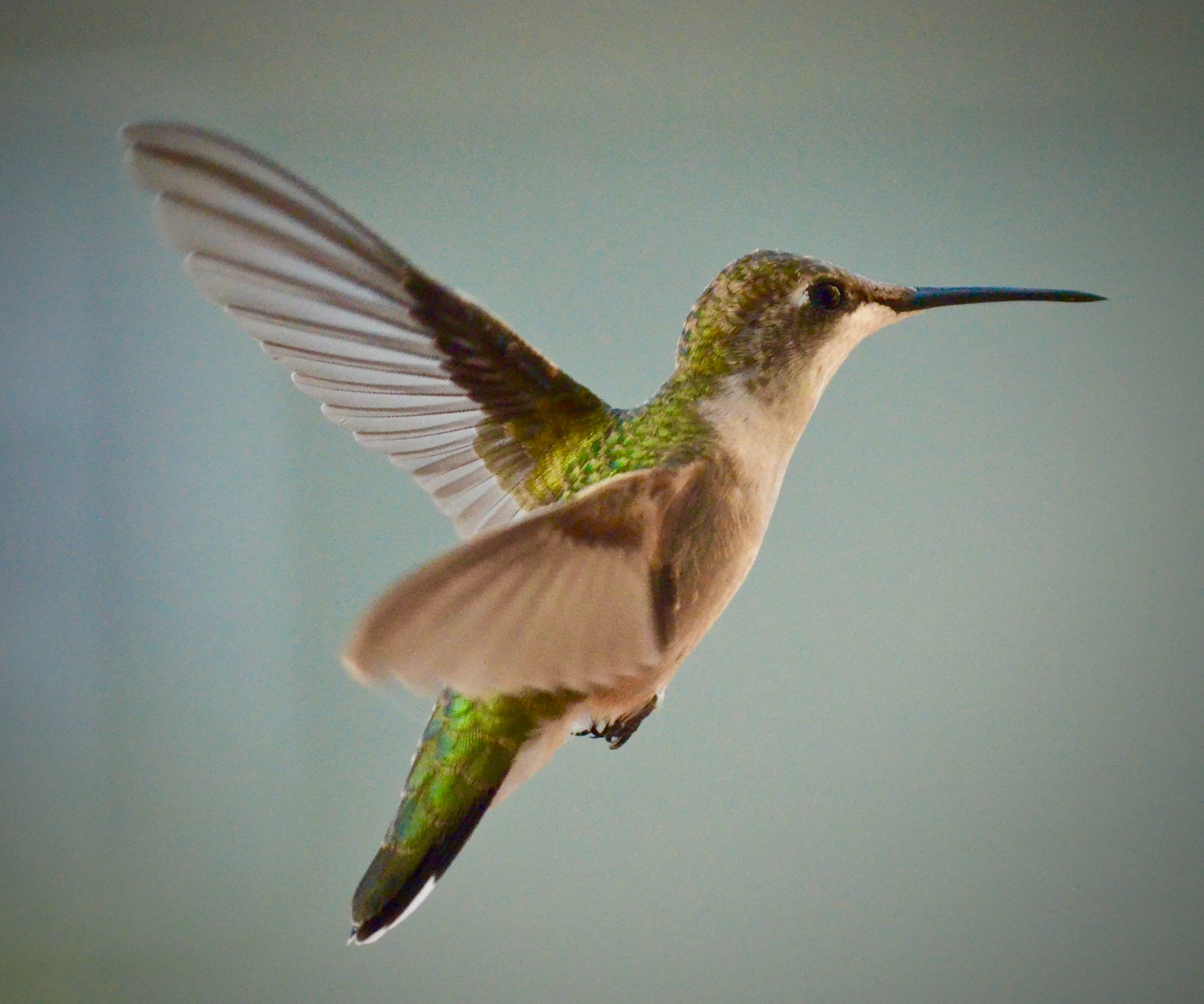 Detail Hummingbird Stock Photos Nomer 43