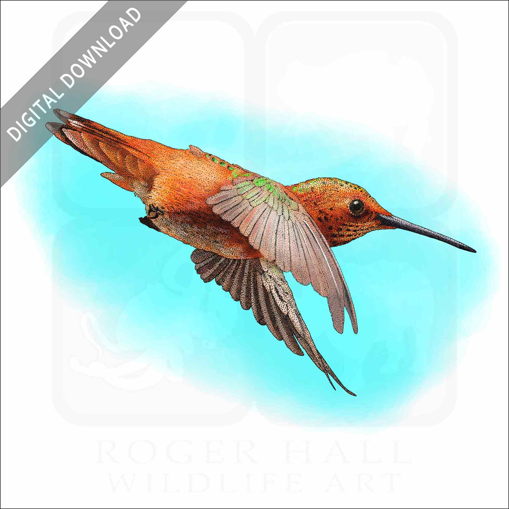 Detail Hummingbird Stock Photos Nomer 48