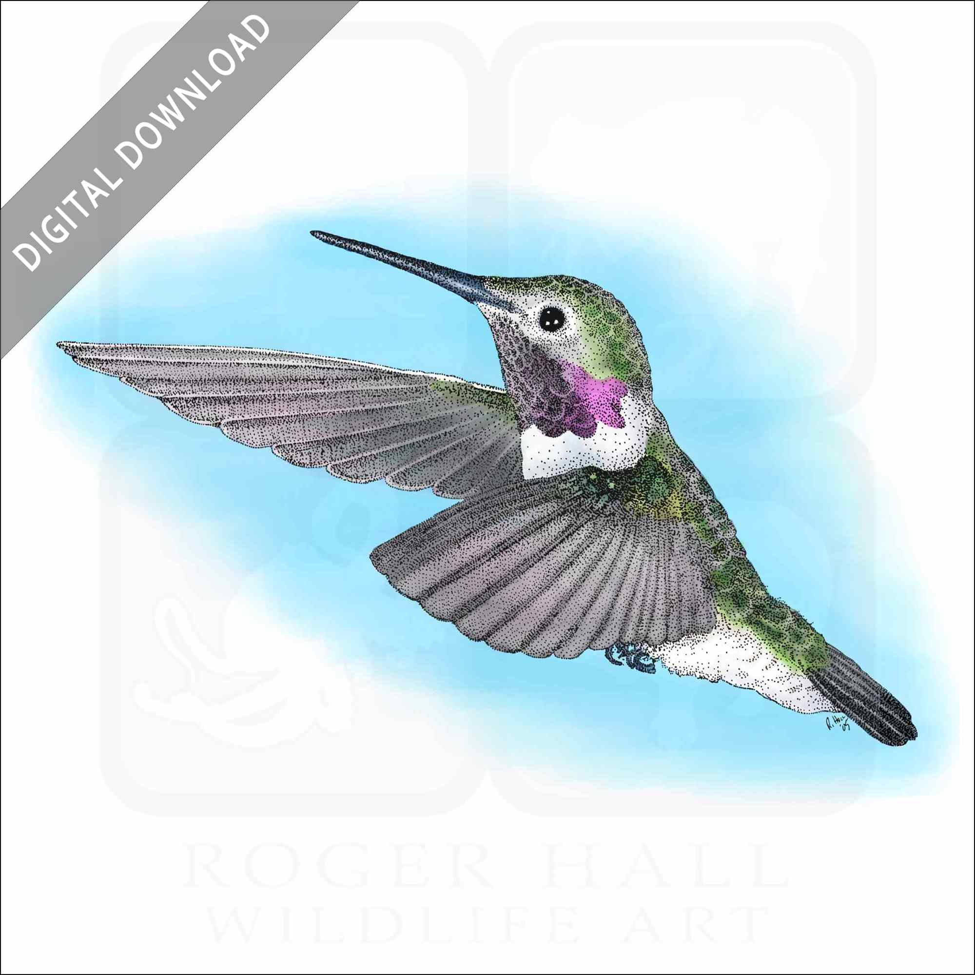 Detail Hummingbird Stock Photos Nomer 50