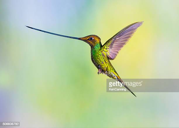 Detail Hummingbird Stock Photos Nomer 51