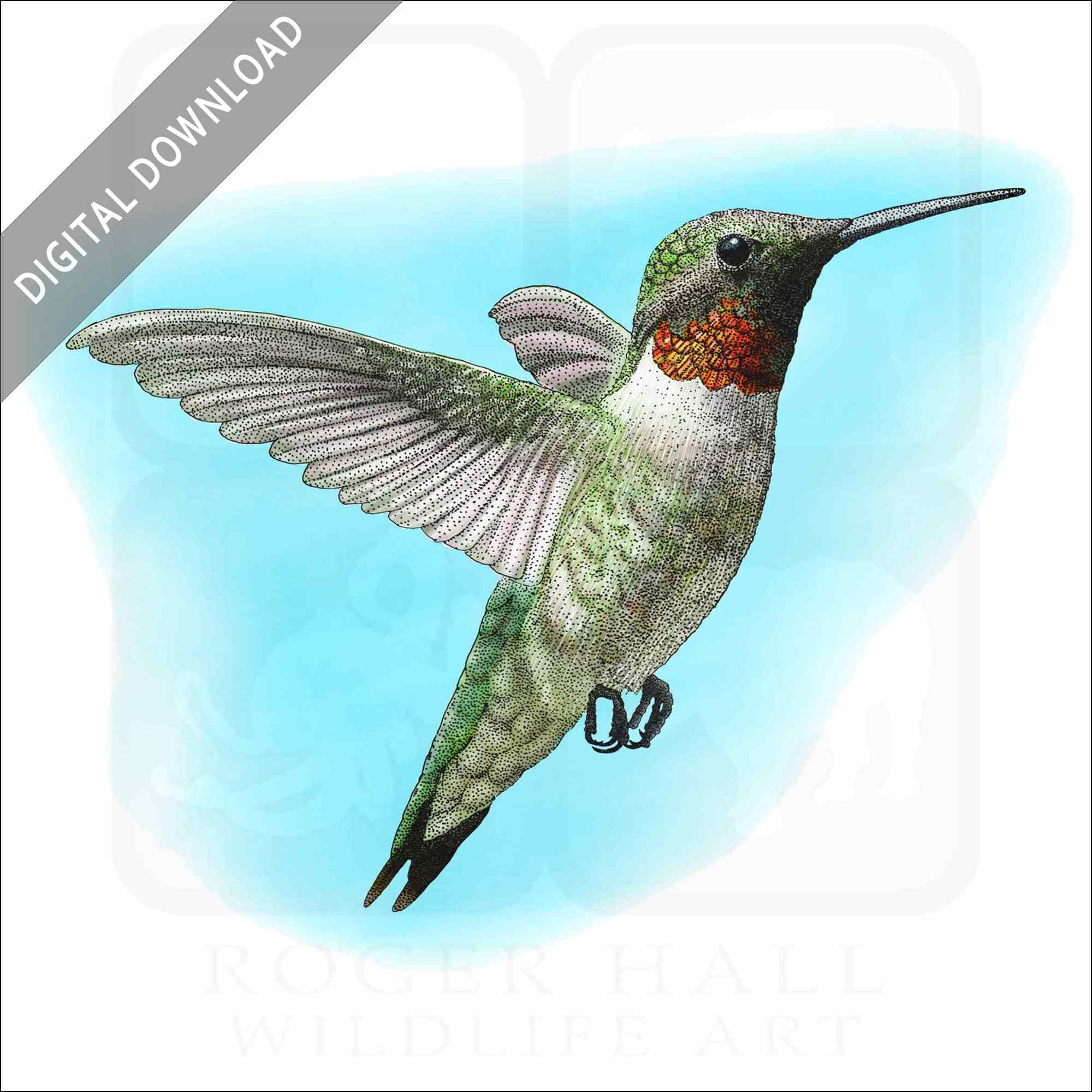 Detail Hummingbird Stock Photos Nomer 53