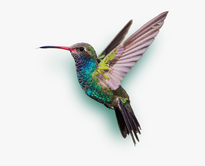 Detail Hummingbird Transparent Background Nomer 2
