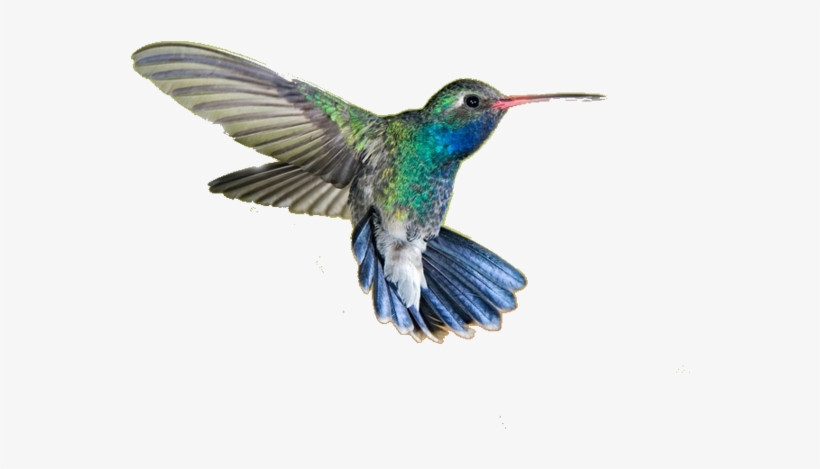 Detail Hummingbird Transparent Background Nomer 3